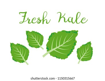 kale icon vector. Fresh kale vector illustration