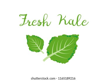 kale icon vector. Fresh kale vector illustration