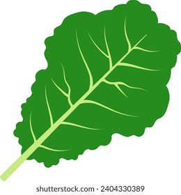 Ilustración de vectores aislados de Kale
