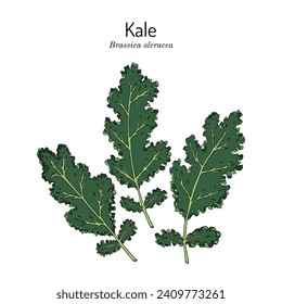 Kale or leaf cabbage (Brassica oleracea), edible and medicinal plant. Hand drawn botanical vector illustration