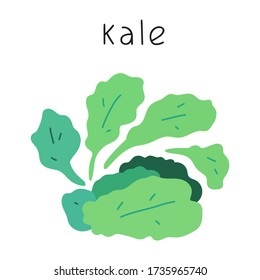 Kale leaf cabbage. Vector hand drawn illustration on white background.
