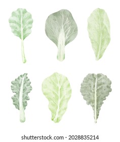 Kale leaf vegetable Cartoon vector illustration isolated in watercolor style. Series of botanical food ingredients for cooking