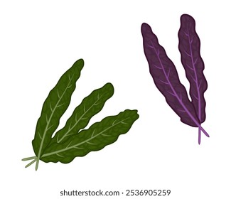 Folhas de alface de couve. Vetor colorido ilustração isolada Tema legumes, alface, saúde, verdes.