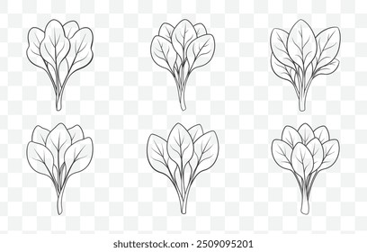 Kale Line Art Vector Set Detailed Illustrations of Kale Leaves and Stems in a Variety of Styles