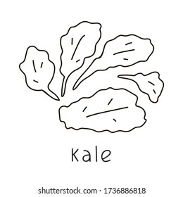 Kale. Outline vector illustration on white background.