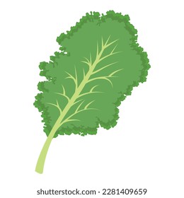 Planta de Kale. Plantas culinarias frescas de Kale, hierba para cocinar de condimento verde para sopa, ensalada, carne. Ilustración vectorial aislada en fondo blanco. Para etiqueta de plantilla, embalaje, web, menú, logotipo, textil, icono