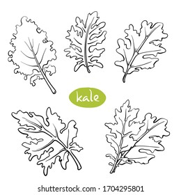 Kale salad leaves. Hand drawn black line sketch of herbs and salad greens isolated on white background/ Vector illustration