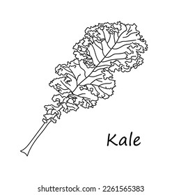 Kale sketch. Kale Hand drawing style isolated on white background. Farm market product. Vector illustration