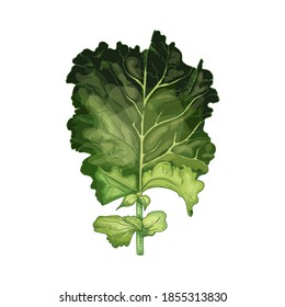 Kale. Ilustración vintage de color vectorial aislada