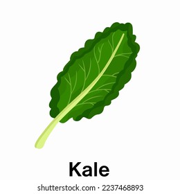 Kale vector high resolution illustration.