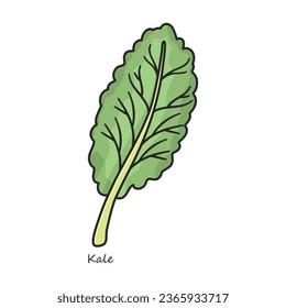 Icono vector Kale. Icono de vector de color aislado en kale de fondo blanco.