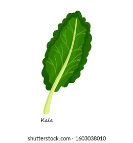 Kale vector icon.Cartoon vector icon isolated on white background kale.