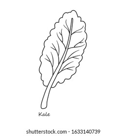 Kale vector icon.Outline,line vector icon isolated on white background kale.