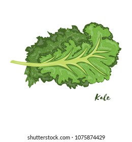 Kale. Vector Illustration. Flat Design.