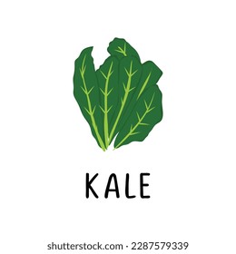 Ilustración de Kale Vector, dibujo de diseño plano del producto natural de kale superalimentario para la salud y las vitaminas.