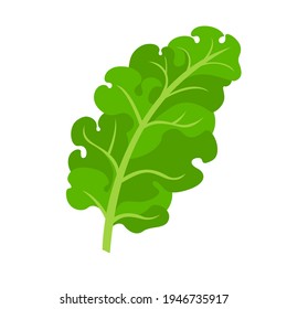Kale vector illustration. Green vegetable isolated on white background. Healthy food. Flat cartoon icon.