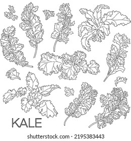 Kale Vector On White Background. Vegetable Greens Hand Drawn Black And White Line. Sketch Of Food. Vector Drawing Of Vegetable