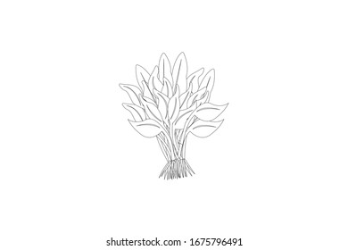 Kale Vector Outline Illustration Of Vegetable