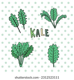 Kale Gemüsesymbol. Cartoon, Vektorgrafik auf dotiertem Hintergrund