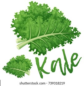 Kale vegetable icon. Cartoon vector illustration isolated on white background. Series of food and drink and ingredients for cooking