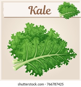 Kale vegetable icon. Cartoon vector illustration. Series of food and drink and ingredients for cooking