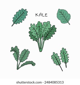 Kale vegetable set, hand drawn style vector illustration