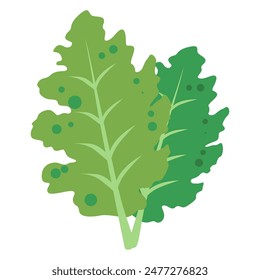 Kale vegetable vector illustration, healthy green leafy vegetables, cartoon kale leaf flat icon 