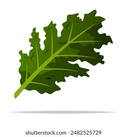 Kale vegetable vector isolated illustration