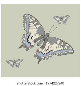 kaleidoscope of butterflies on blue background
