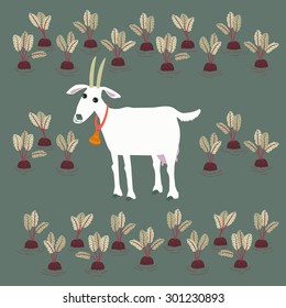 kaleyard with beet