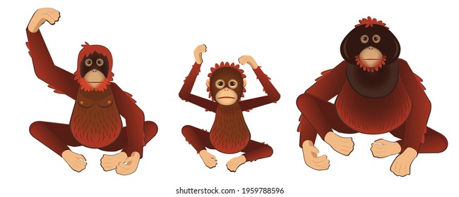 Kalimantan or Borneo orangutan vector illustration set. Cute wild mammal character cartoon.