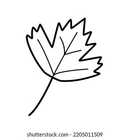 Kalina leaf doodle vector illustration, isolate on white.