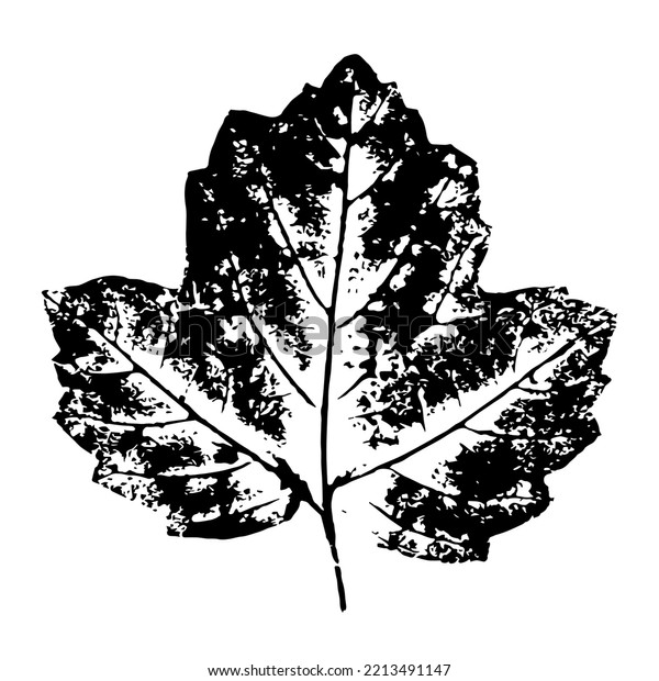 Kalina Shrub Leaf Ink Print Leaf Stock Vector (Royalty Free) 2213491147 ...