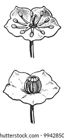 Kalmia isolated on white background, vintage engraved illustration. Dictionary of words and things - Larive and Fleury - 1895.