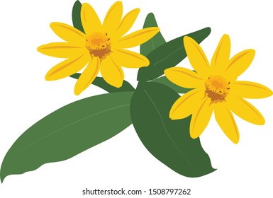 Kammal poovu Vector icon Asteraceae