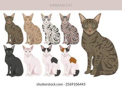 Kanaani Cat clipart. All coat colors set.  All cat breeds characteristics infographic. Vector illustration