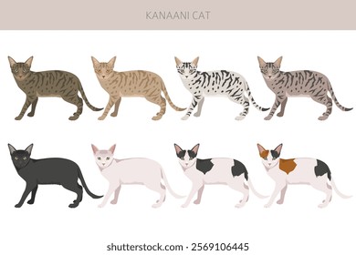 Kanaani Cat clipart. All coat colors set.  All cat breeds characteristics infographic. Vector illustration