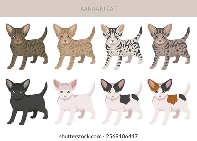 Kanaani Cat clipart. All coat colors set.  All cat breeds characteristics infographic. Vector illustration