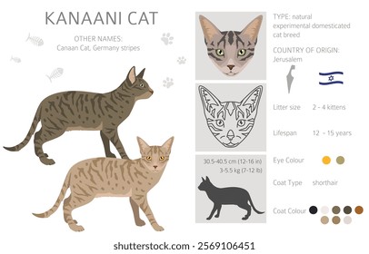 Kanaani Cat clipart. All coat colors set.  All cat breeds characteristics infographic. Vector illustration