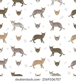 Kanaani Cat seamless pattern. All coat colors set.  All cat breeds characteristics infographic. Vector illustration