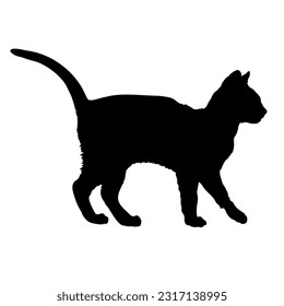 Kanaani cat silhouette cat breeds vector