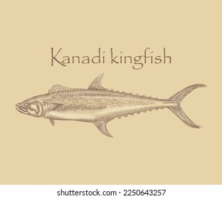 Kanadi kingfish Illustration with details and highlights.