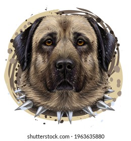 Kangal dog. Color, graphic portrait of an Kangal dog in watercolor style on a white background. Separate layers. Digital vector graphics.