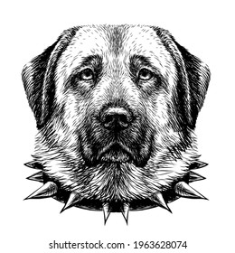 Kangal dog. Graphic, black and white, drawn portrait of a dog's head on a white background. Digital vector graphics.