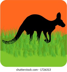 kangaroo