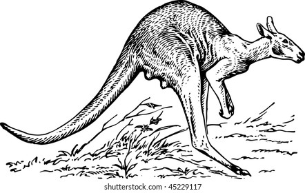 10,895 Kangaroo drawing Images, Stock Photos & Vectors | Shutterstock