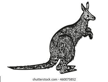 Kangaroo