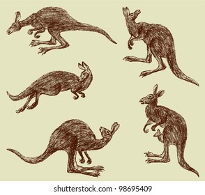 kangaroo