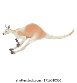 Kangaroo Animal Cartoon Character Vector Illustration Design Collection