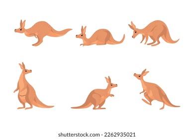 Kangaroo as Australian Animal with Pouch Jumping and Standing Vector Set